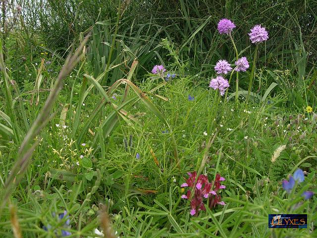orchidee tridentate e a farfalla (sotto).JPG